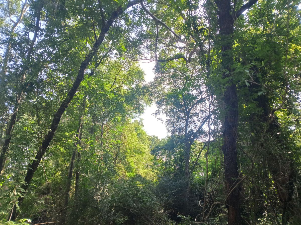 Nature trail restoration progress