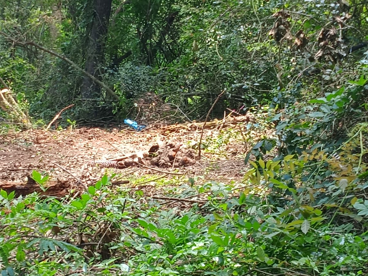 Nature trail restoration progress