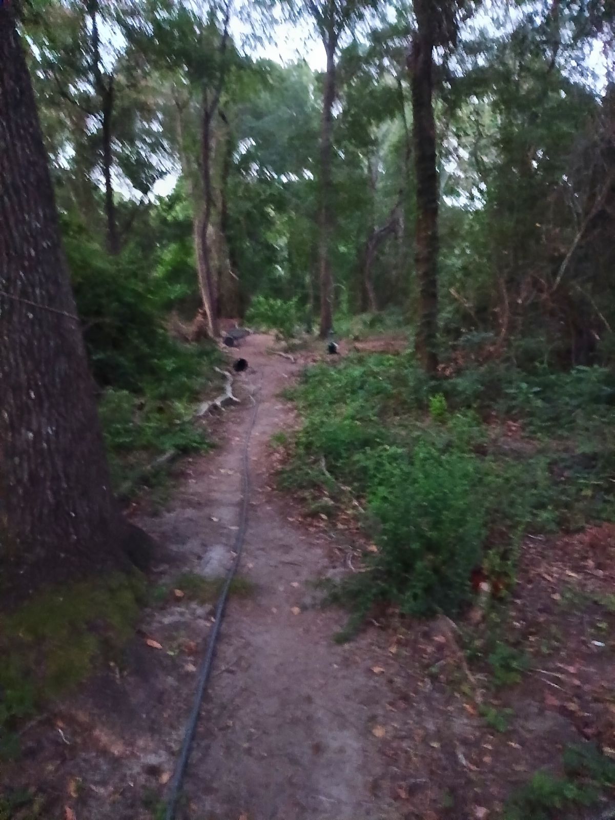 Nature trail restoration progress