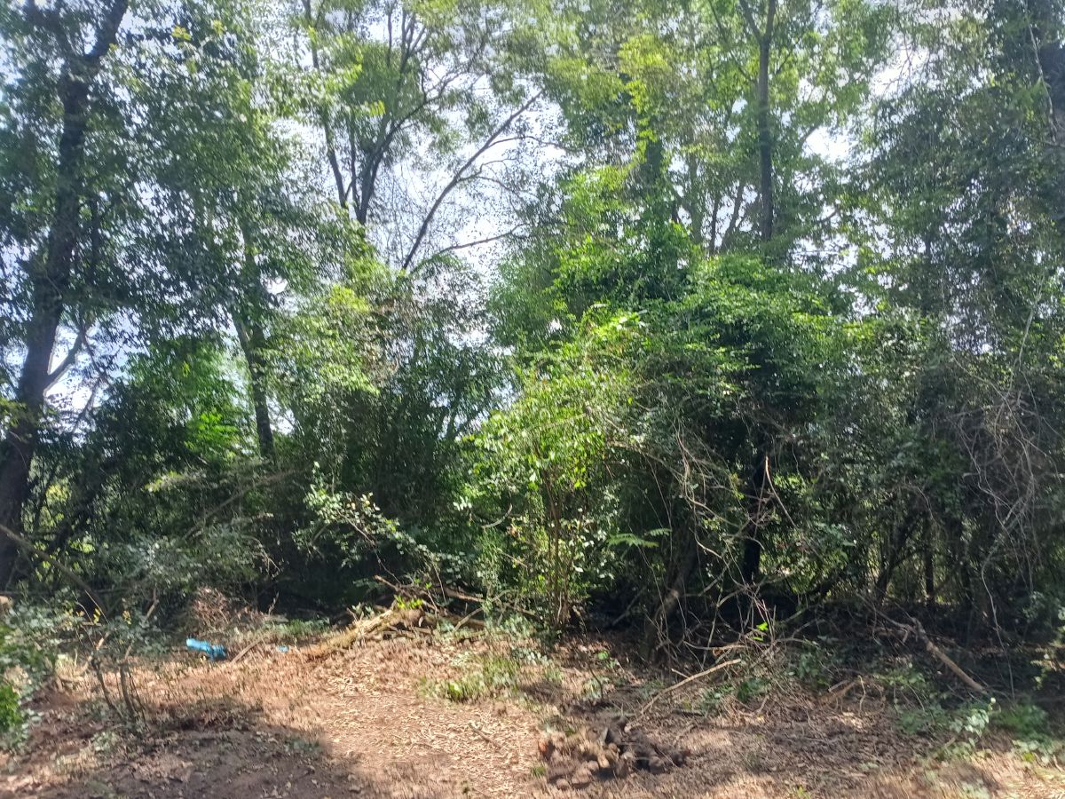 Nature trail restoration progress