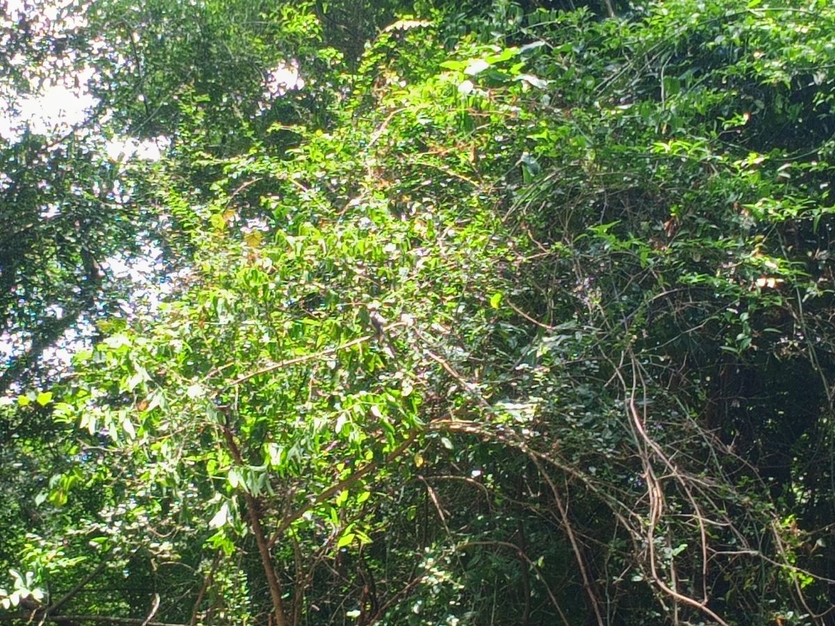 Nature trail restoration progress
