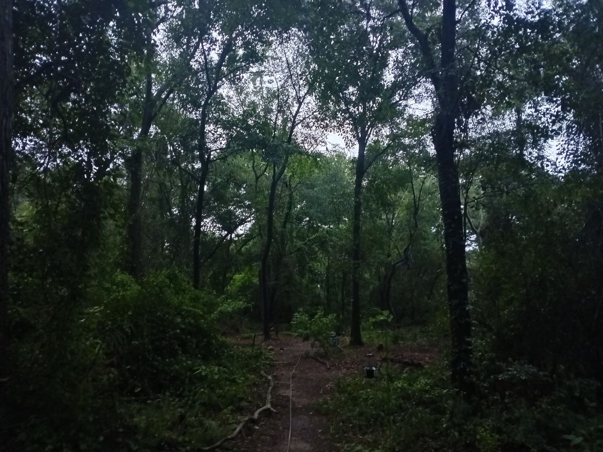 Nature trail restoration progress