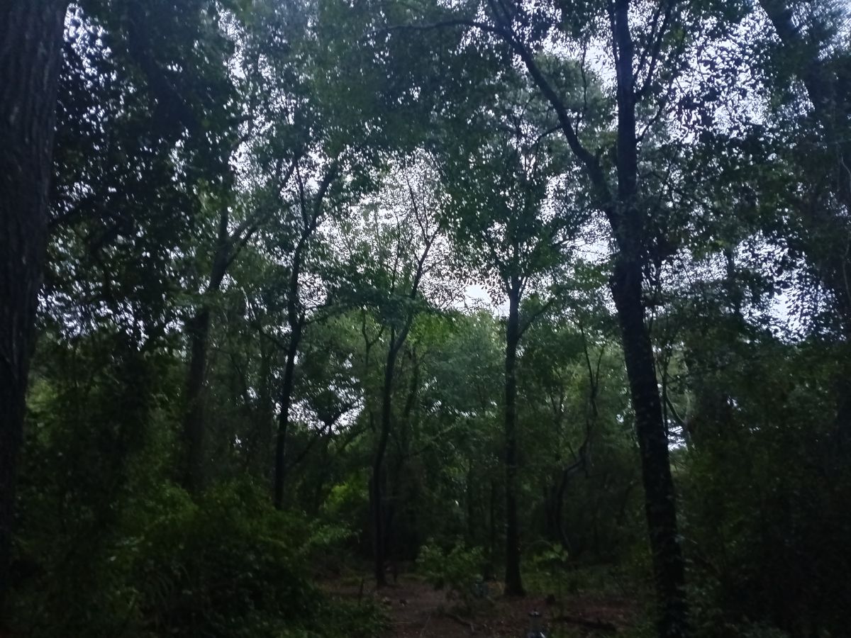 Nature trail restoration progress