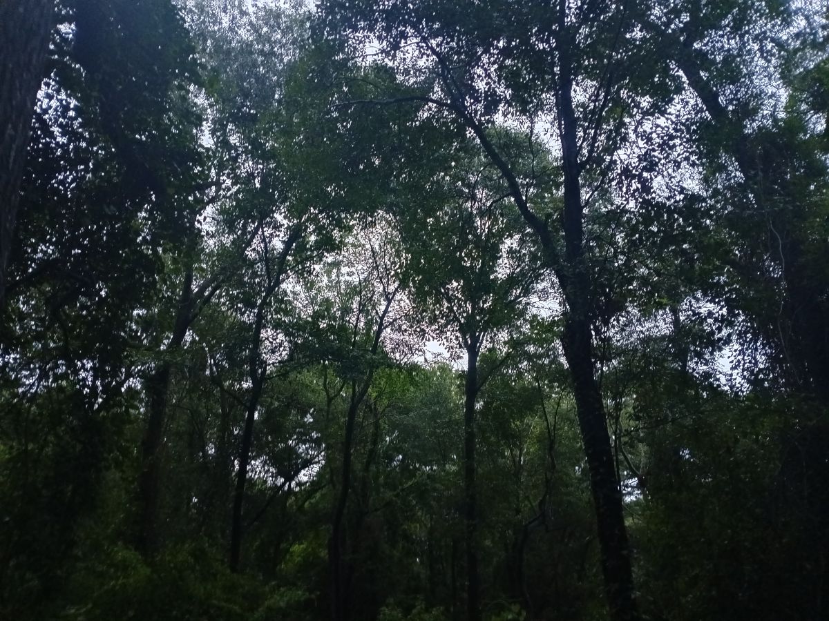 Nature trail restoration progress