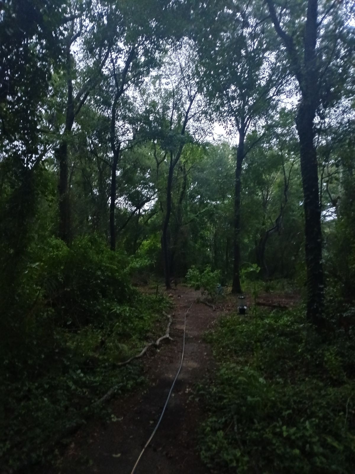 Nature trail restoration progress