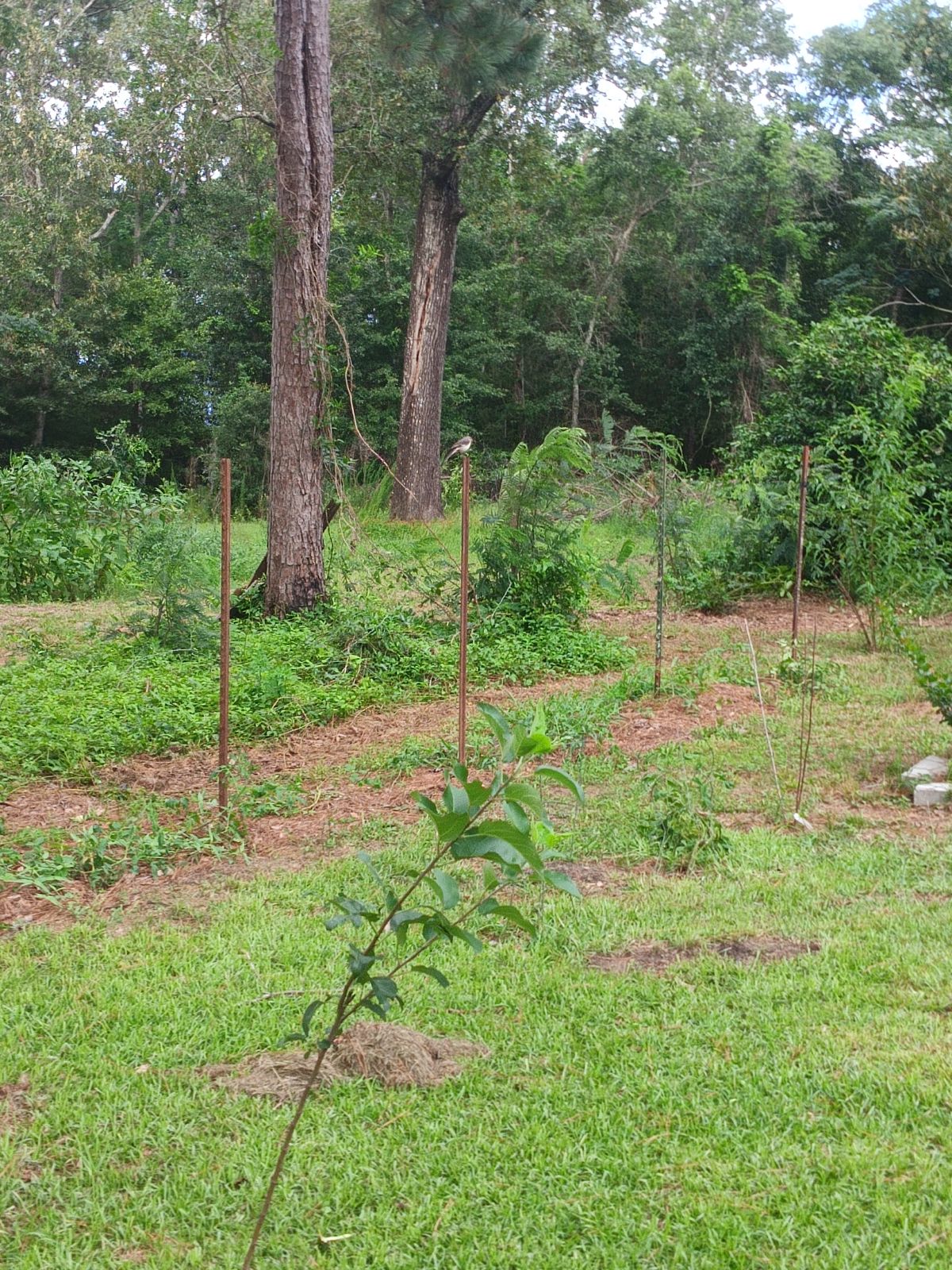 Nature trail restoration progress