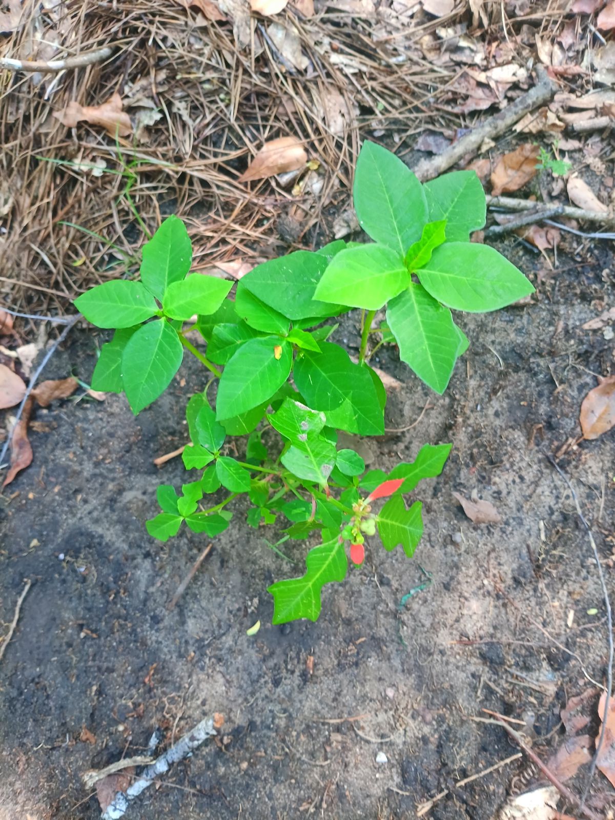 Nature trail restoration progress