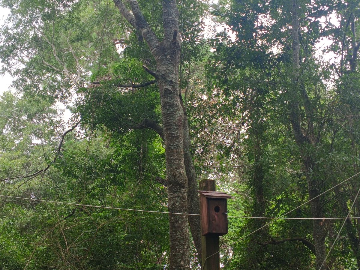 Nature trail restoration progress