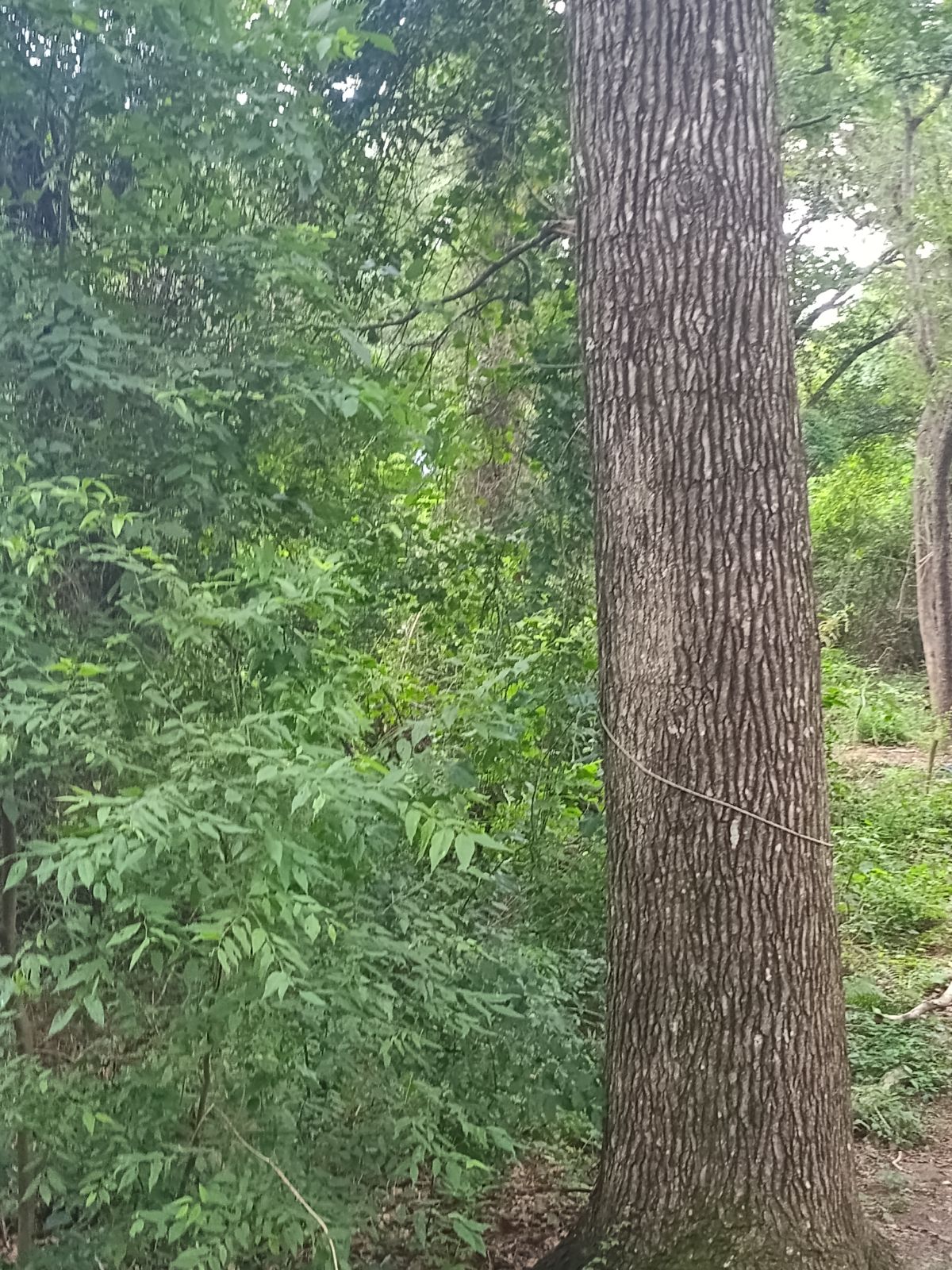 Nature trail restoration progress
