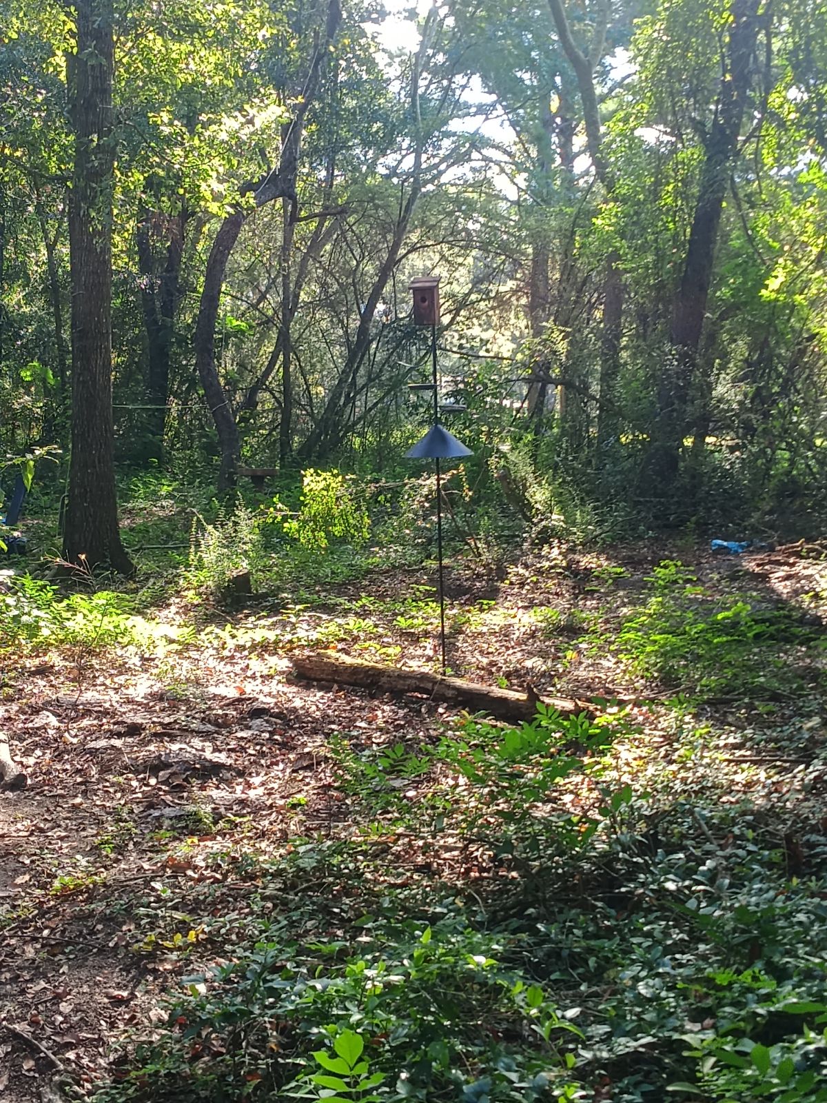 Nature trail restoration progress