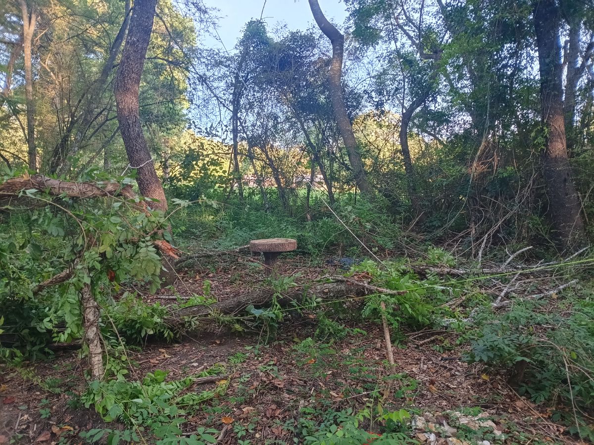 Nature trail restoration progress