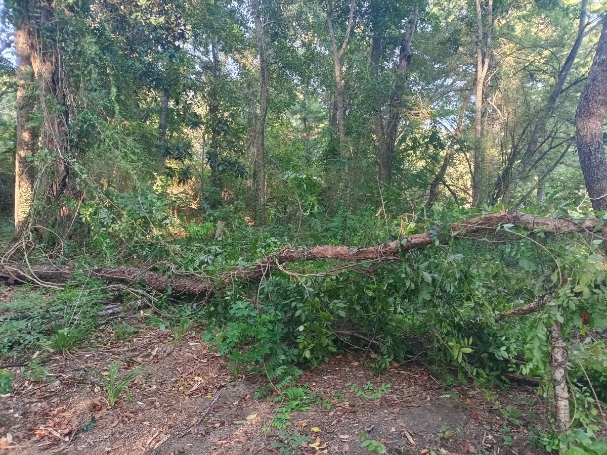 Nature trail restoration progress