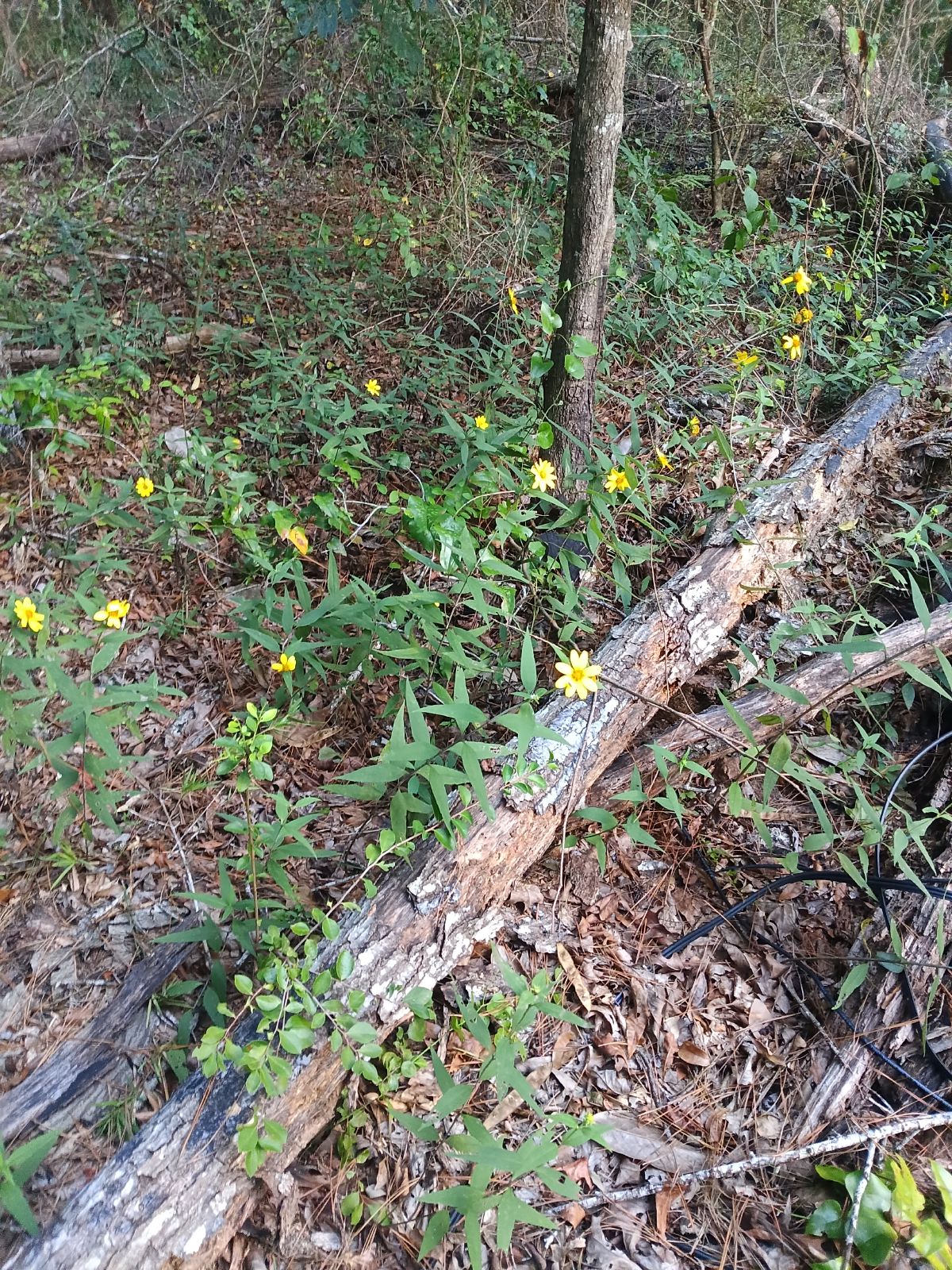 Nature trail restoration progress