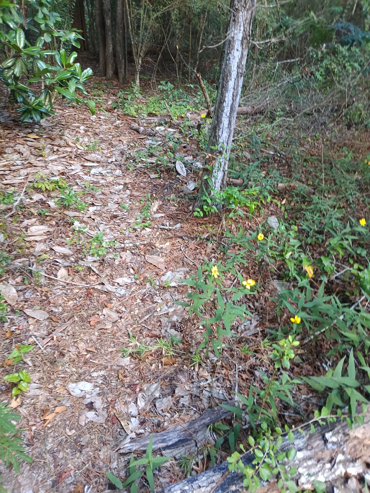 Nature trail restoration progress