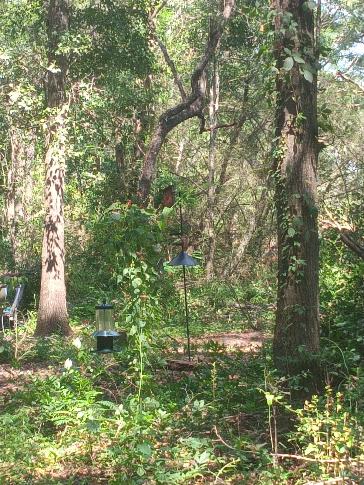 Nature trail restoration progress