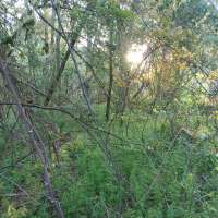 Nature trail progress