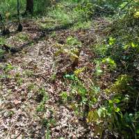 Nature trail progress