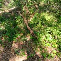 Nature trail progress