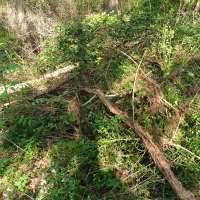 Nature trail progress