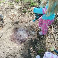 Nature trail progress