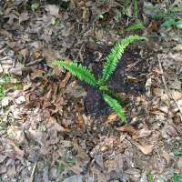 Nature trail progress