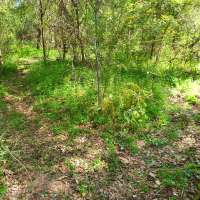 Nature trail progress