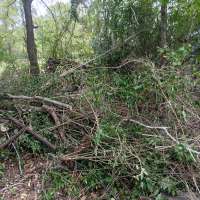 Nature trail progress
