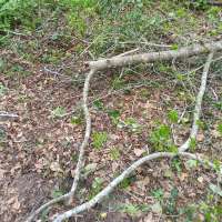 Nature trail progress
