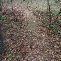 Nature trail progress