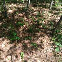 Nature trail progress
