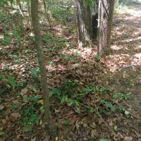 Nature trail progress