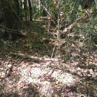 Nature trail progress