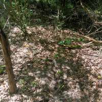 Nature trail progress