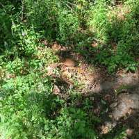Nature trail progress