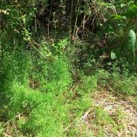 Nature trail progress
