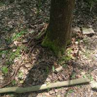 Nature trail progress