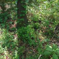 Nature trail progress