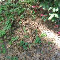 Nature trail progress