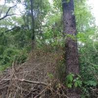 Nature trail progress