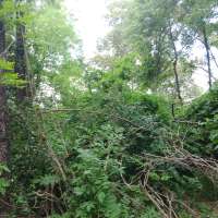 Nature trail progress