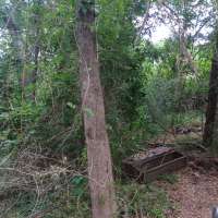 Nature trail progress