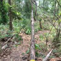Nature trail progress