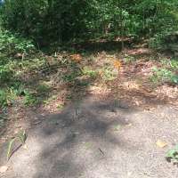 Nature trail progress