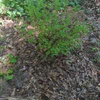 Nature trail progress