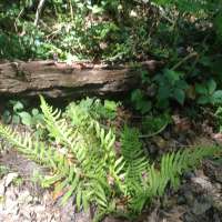 Nature trail progress