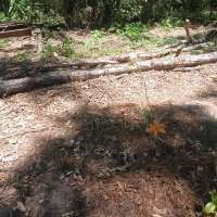 Nature trail progress