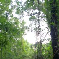 Nature trail progress