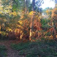 Nature trail progress