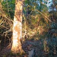 Nature trail progress