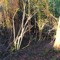 Nature trail progress